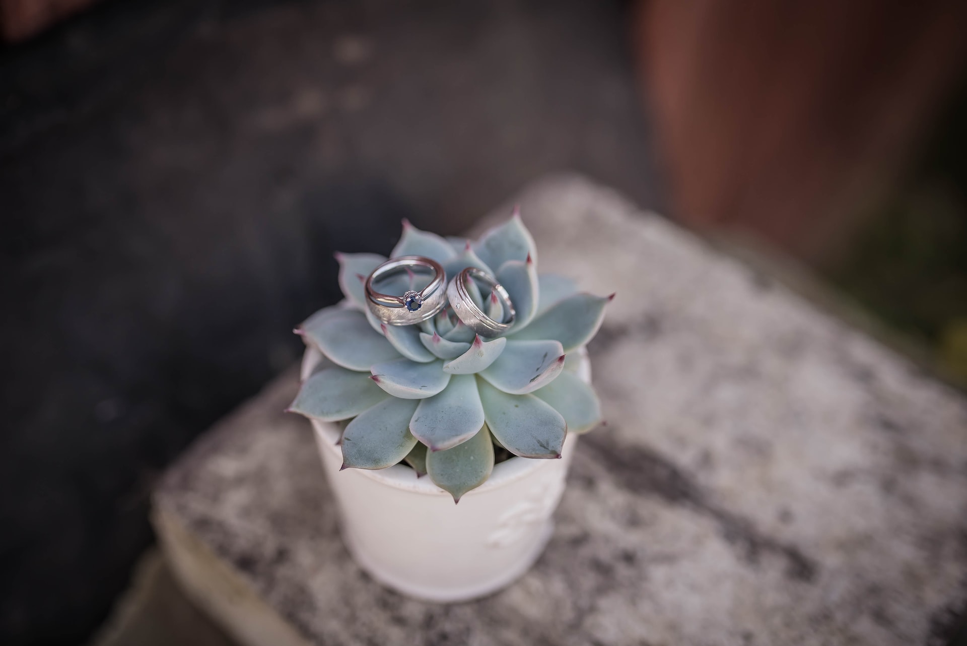 A succulent with wedding rings for those who plan an eco-friendly wedding
